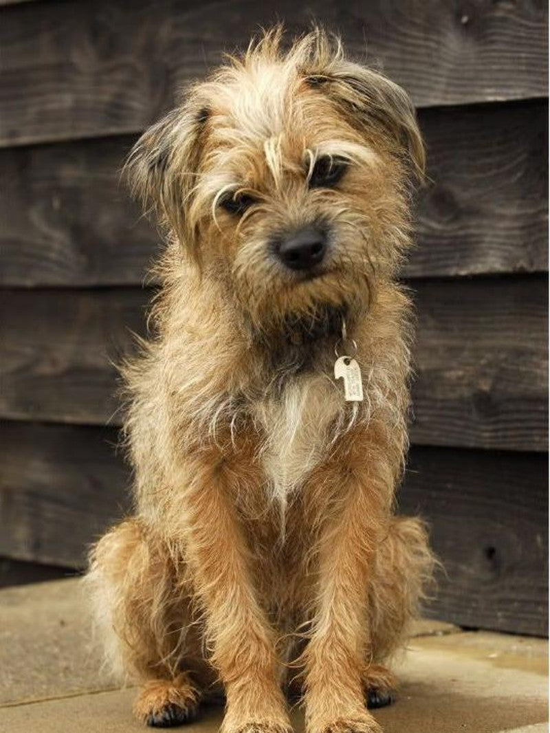 Dog Border Terrier | Diamond Painting