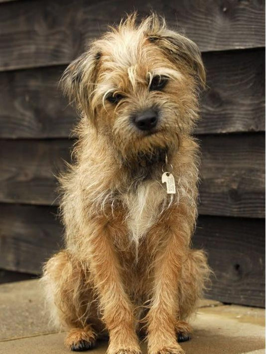 Dog Border Terrier | Diamond Painting