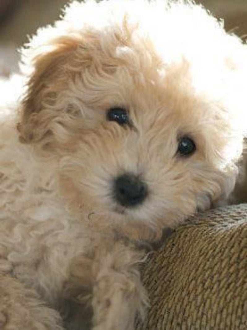 Dog Bichon Frise | Diamond Painting