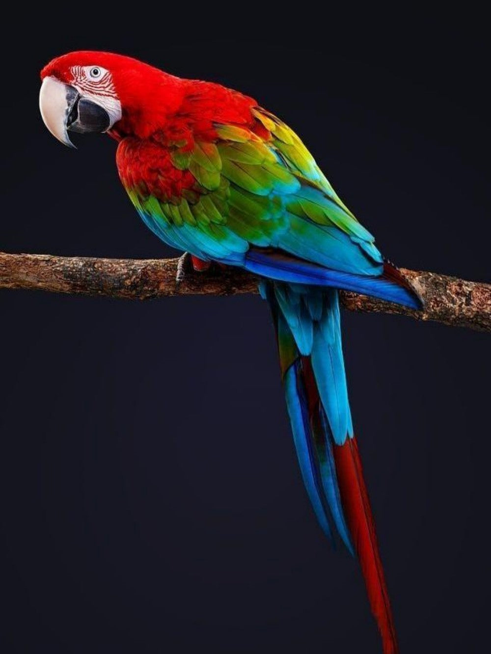 Macaw | Diamond Painting