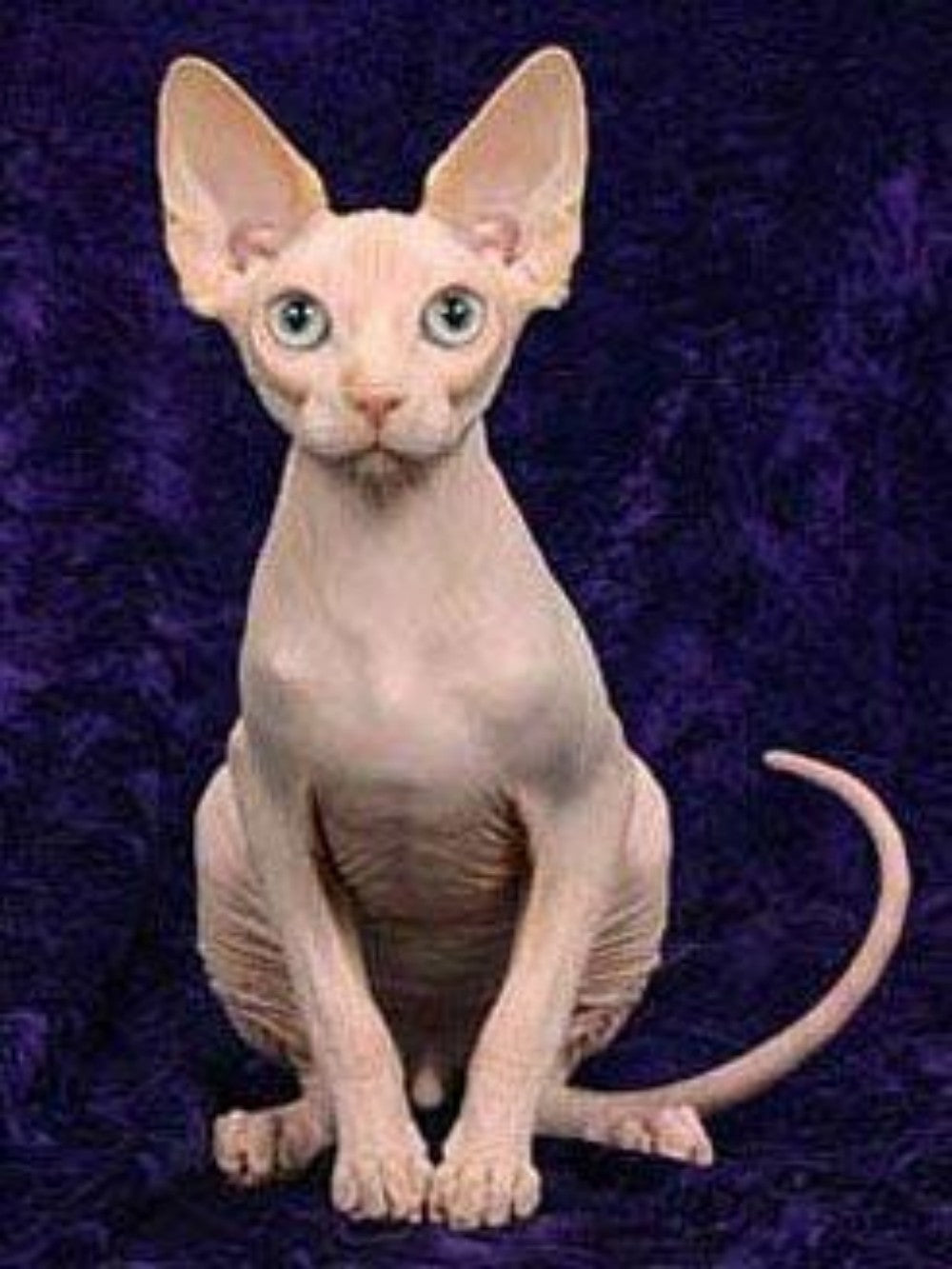 Sphynx Cat  | Diamond Painting