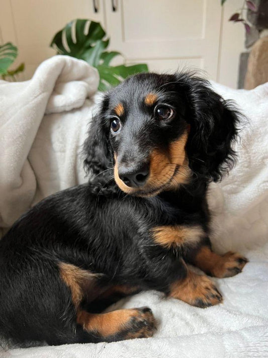 Dachshund Dog | Diamond Painting