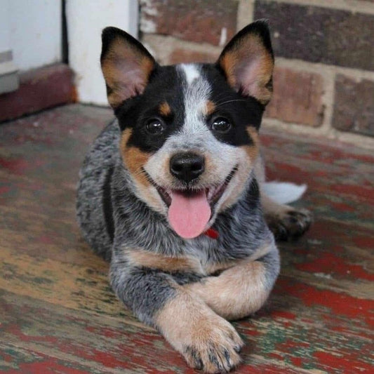 Cattle Dog (Blue Heeler) | Diamond Painting