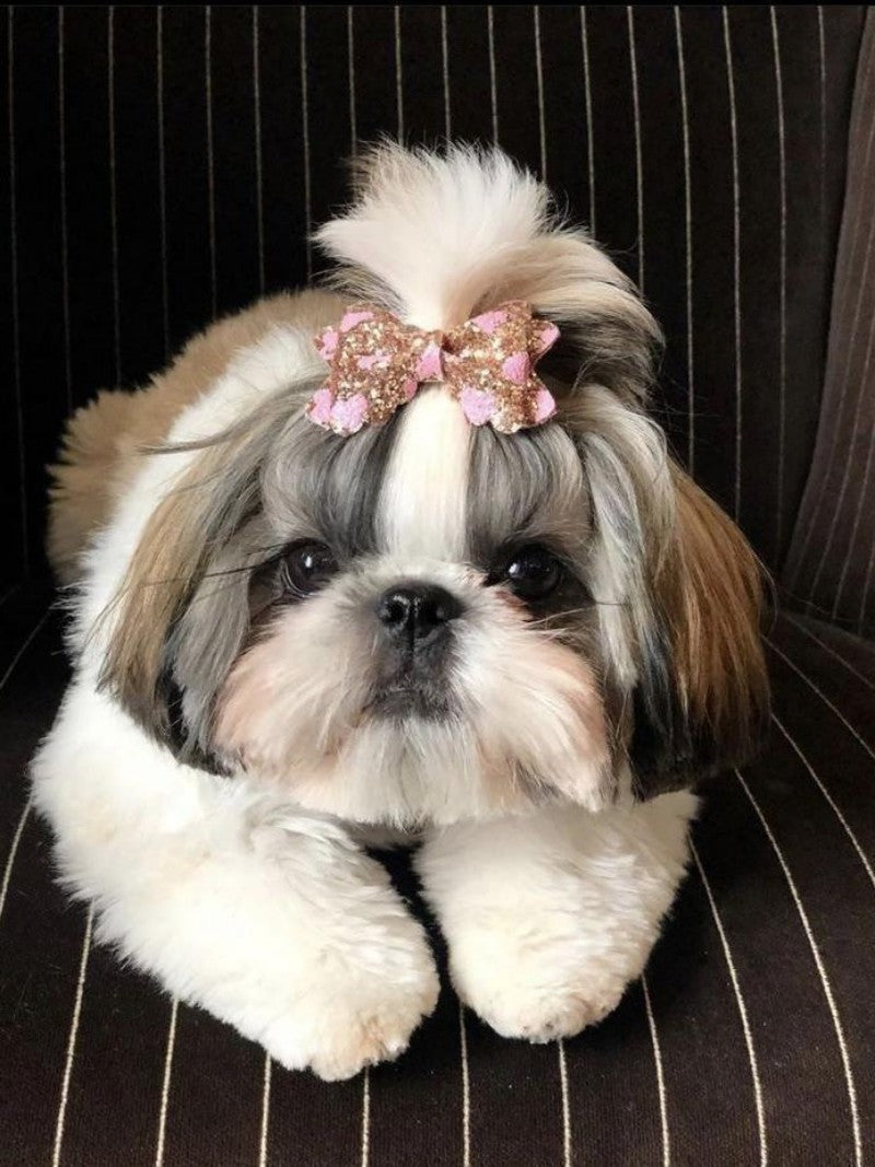 Havanese Dog | Diamond Painting
