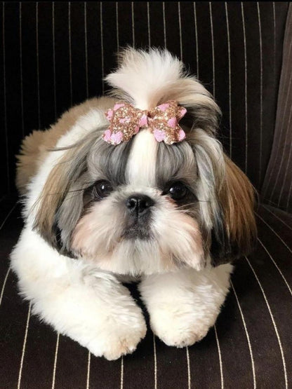 Havanese Dog | Diamond Painting