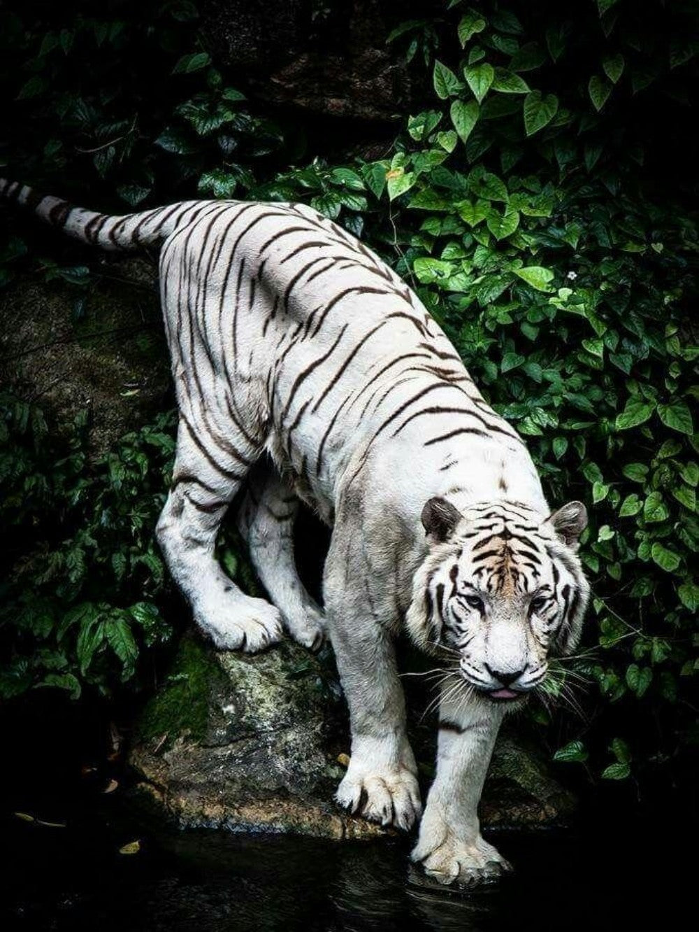 White Tiger | Diamond Painting