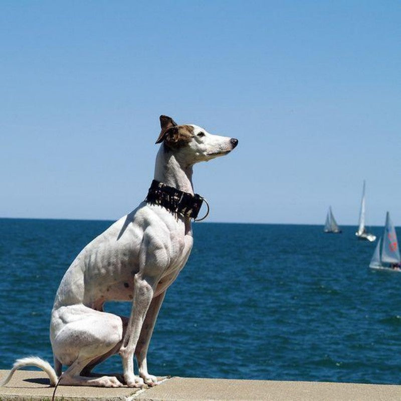 Greyhound Dog | Diamond Painting