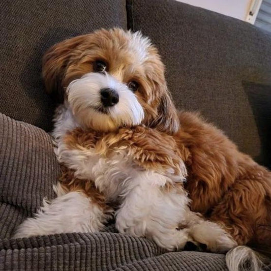 Havanese Dog | Diamond Painting