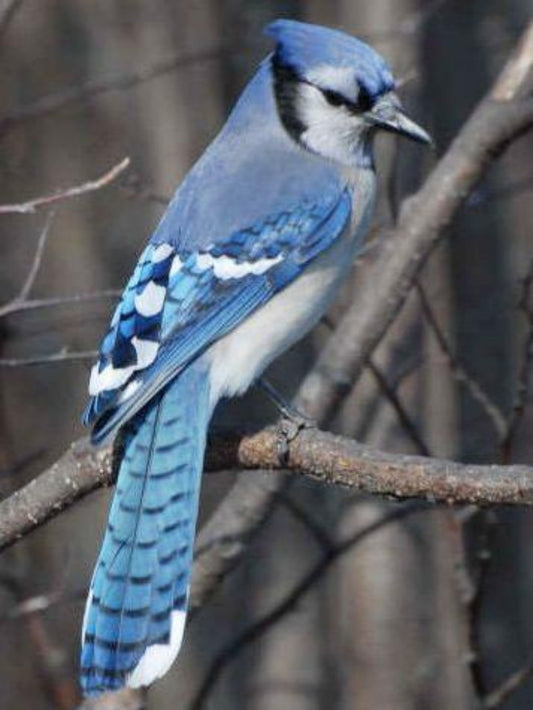 Blue Jay | Diamond Painting