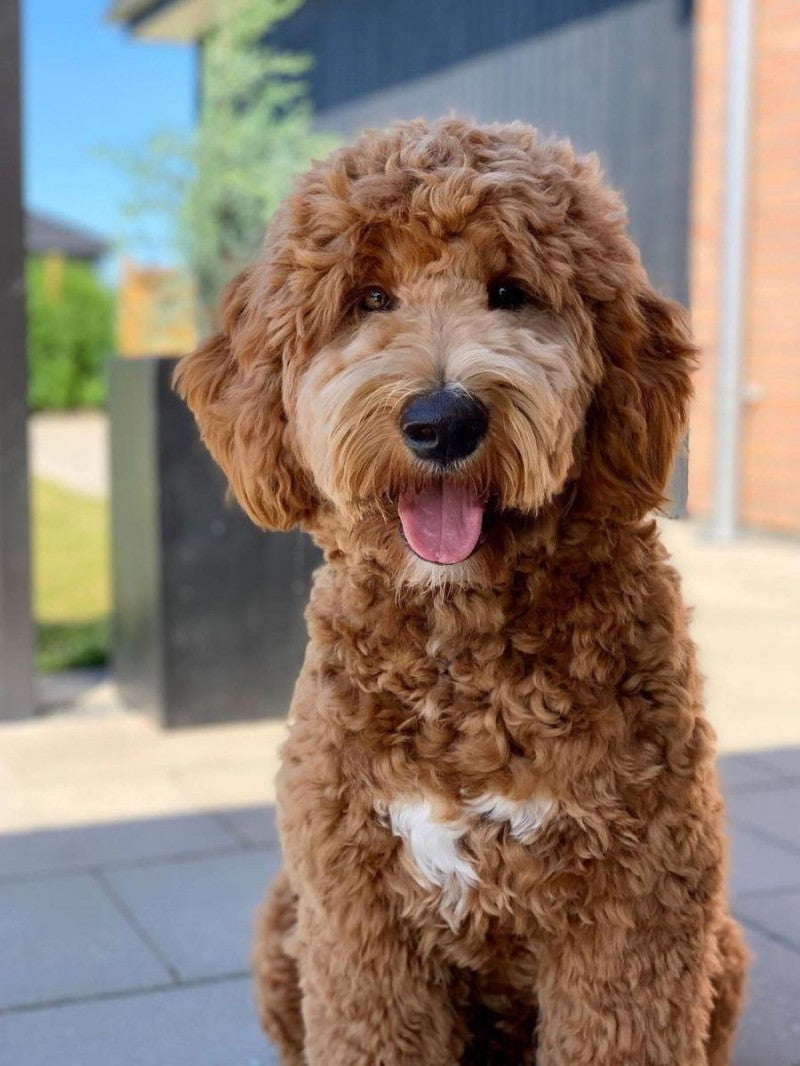 Labradoodle Dog | Diamond Painting