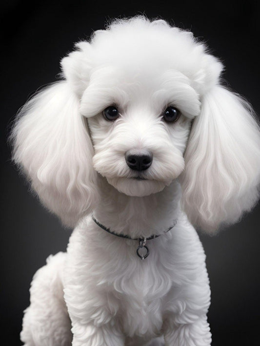 Poodle Dog | Diamond Painting