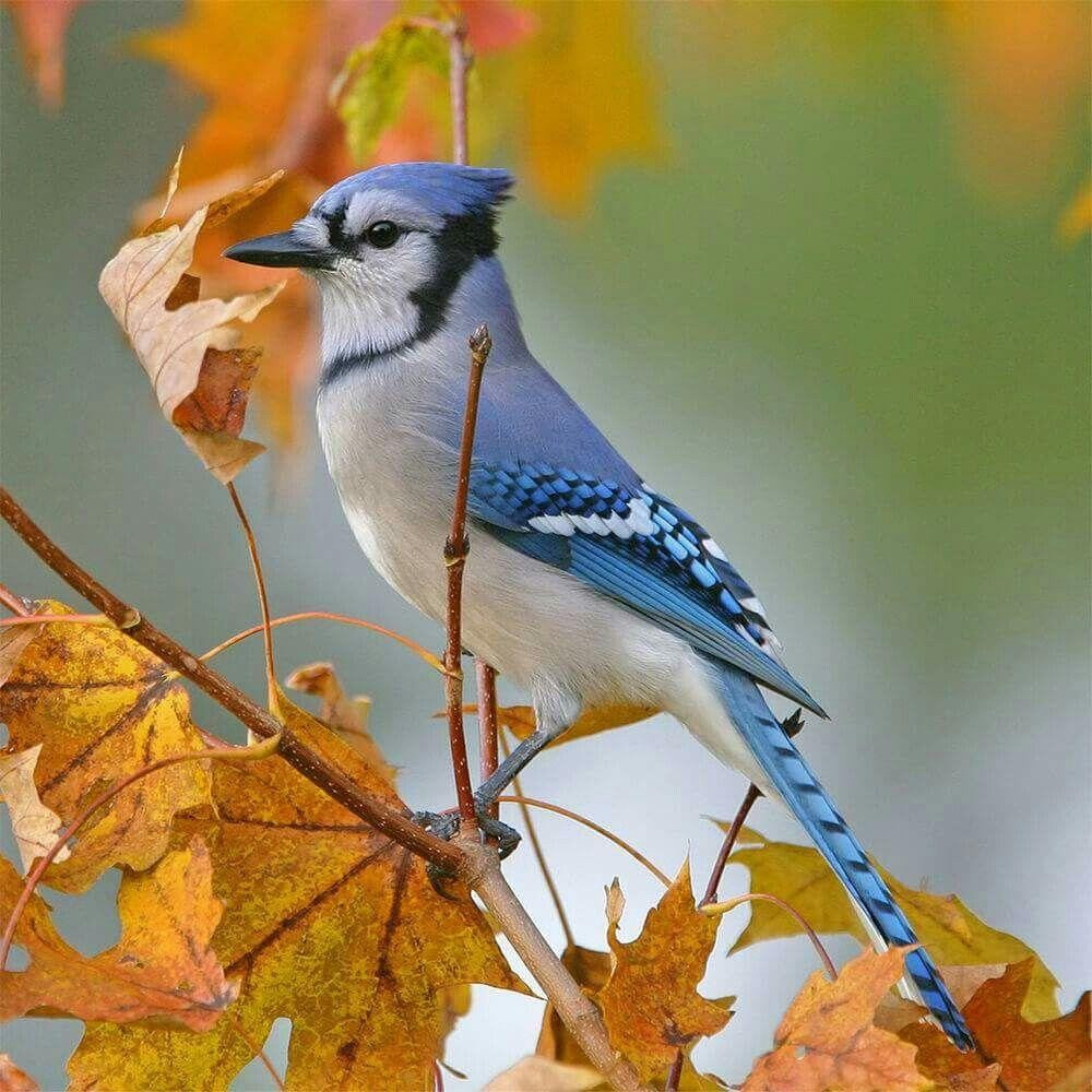 Blue Jay | Diamond Painting