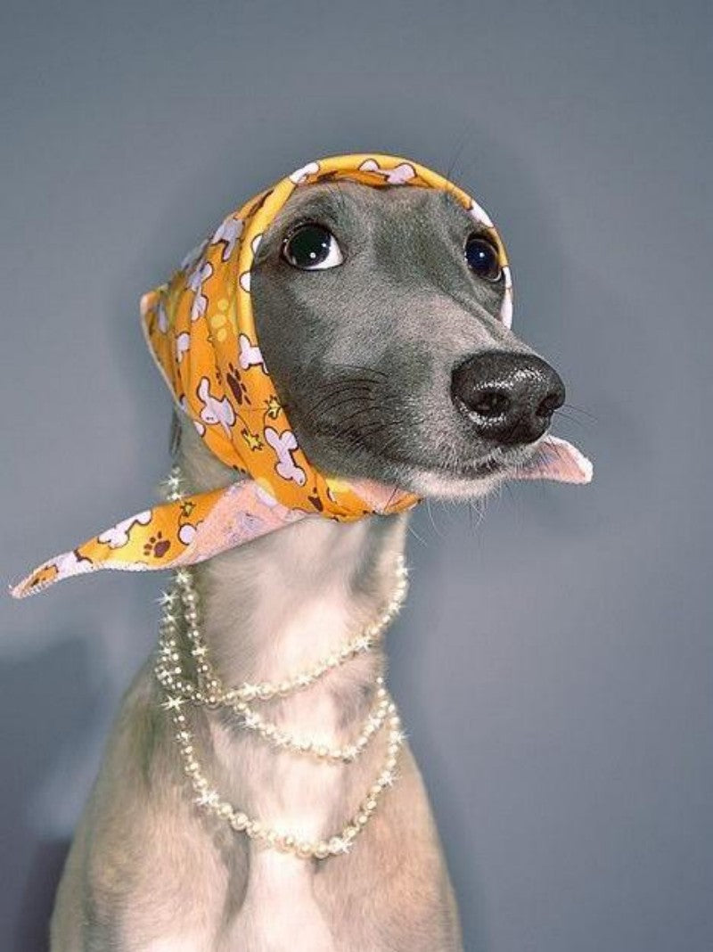 Whippet Dog | Diamond Painting