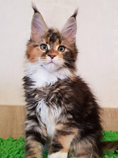 Maine Coon | Diamond Painting