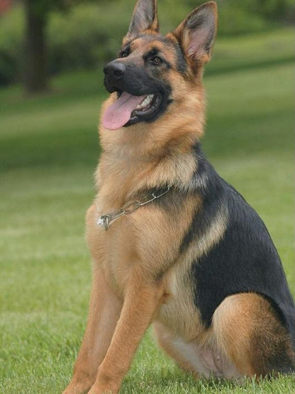 Dog German Shepherd | Diamond Painting