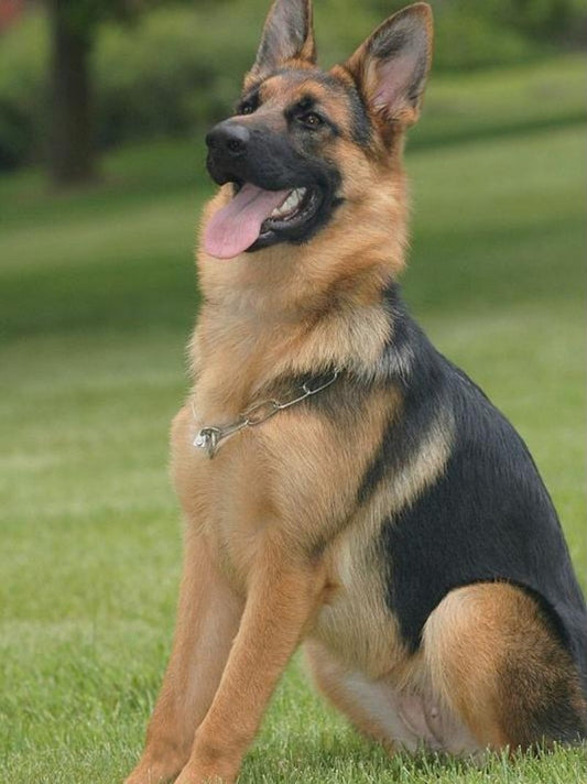 Dog German Shepherd | Diamond Painting
