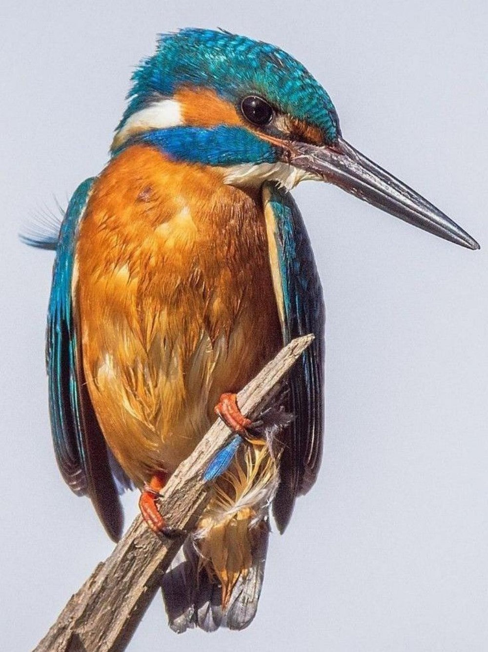 Kingfisher | Diamond Painting