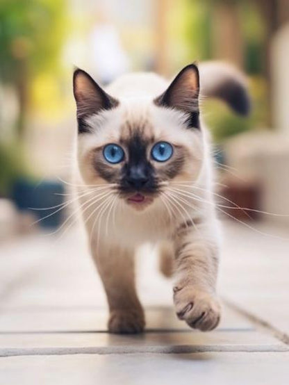 Siamese Cat | Diamond Painting