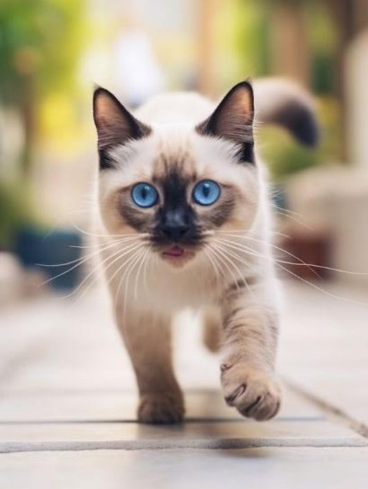 Siamese Cat | Diamond Painting