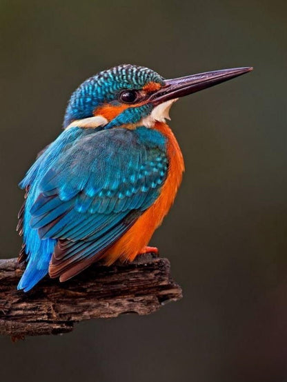 Kingfisher | Diamond Painting