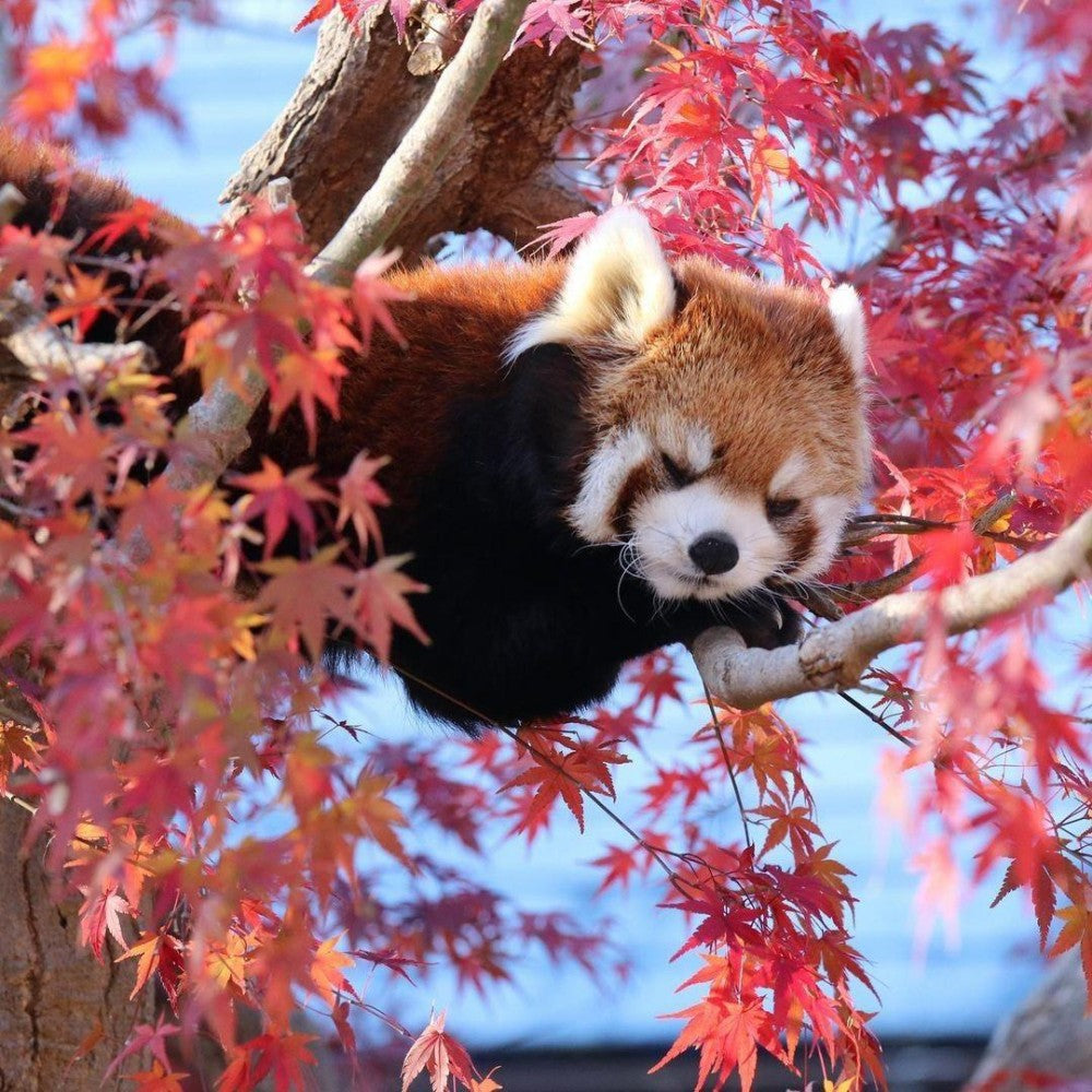 Red Panda | Diamond Painting