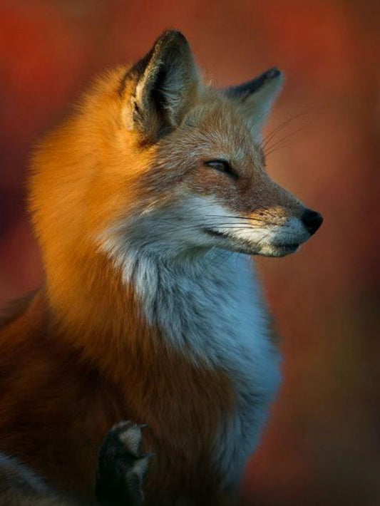 Fox | Diamond Painting