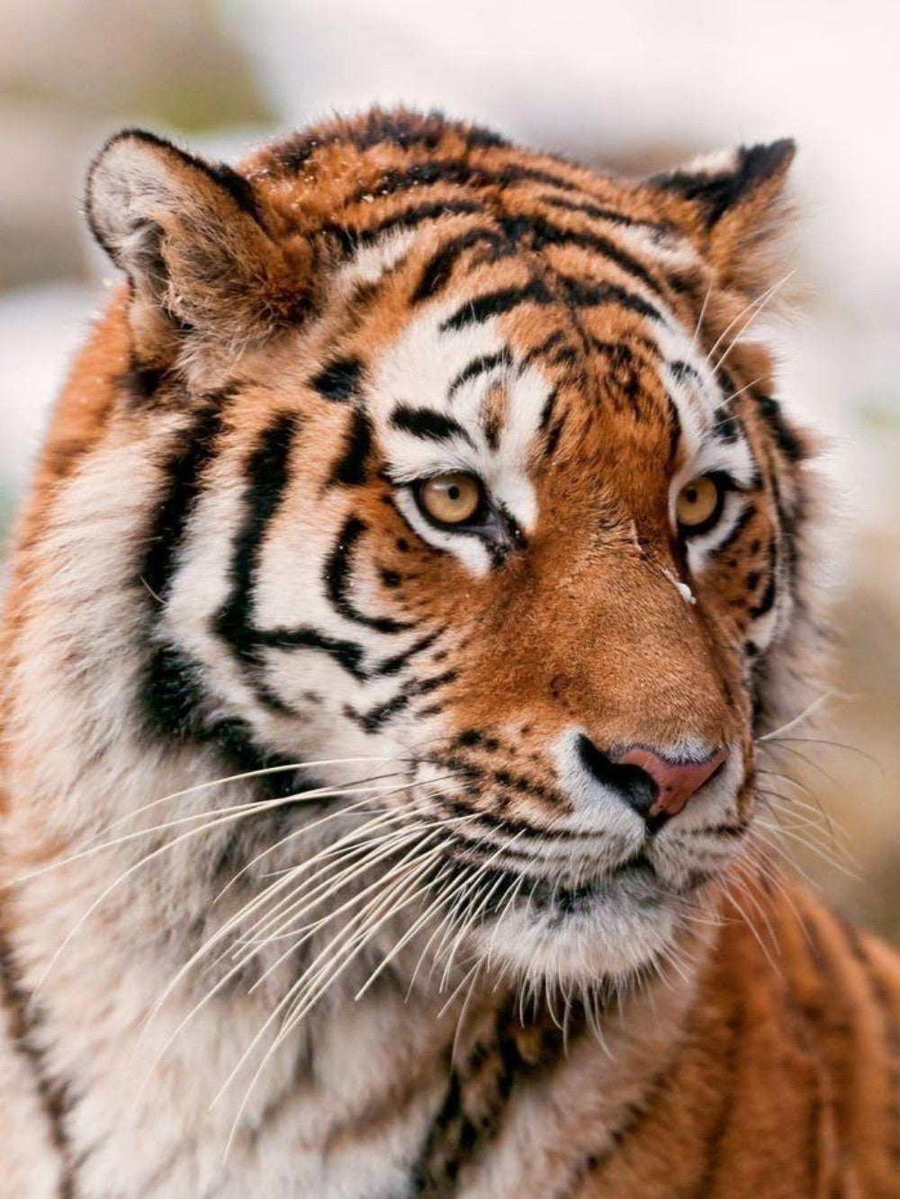 Bengal Tiger | Diamond Painting