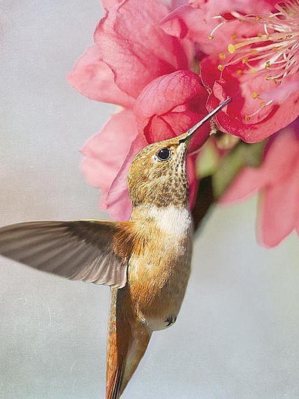 Birds and Flowers | Diamond Painting