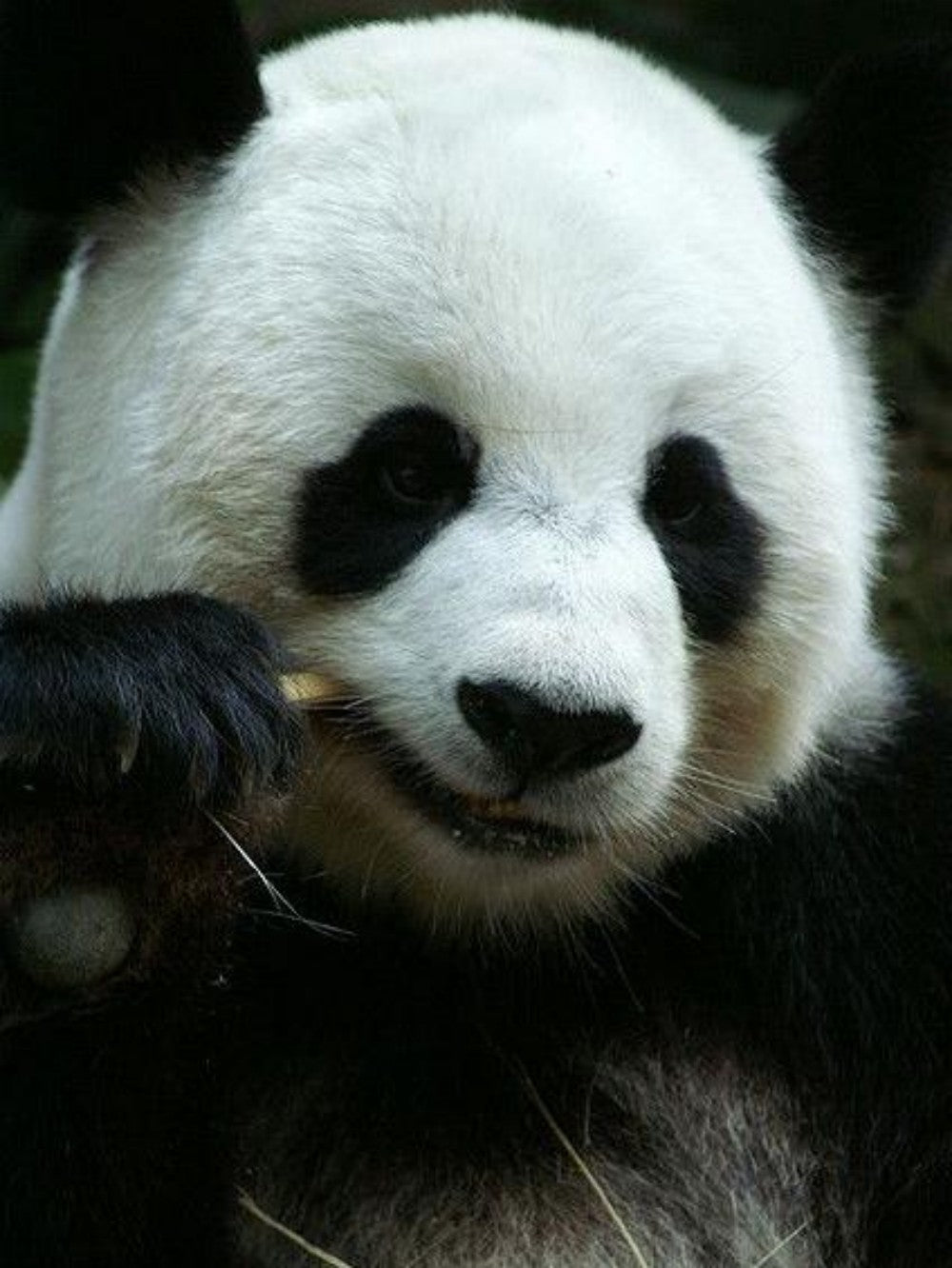 Panda | Diamond Painting