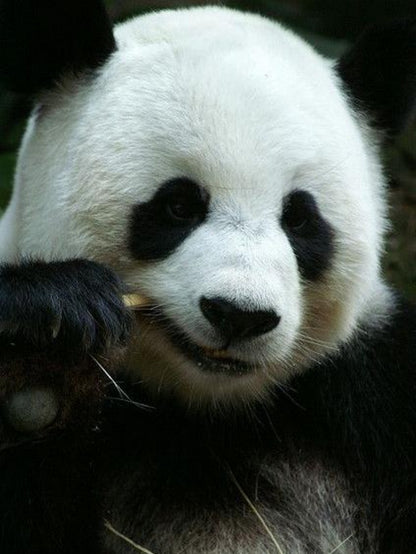 Panda | Diamond Painting