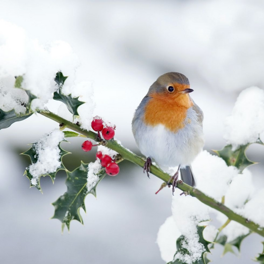 Robin Bird | Diamond Painting