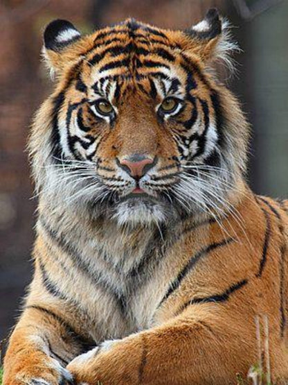 Bengal Tiger | Diamond Painting