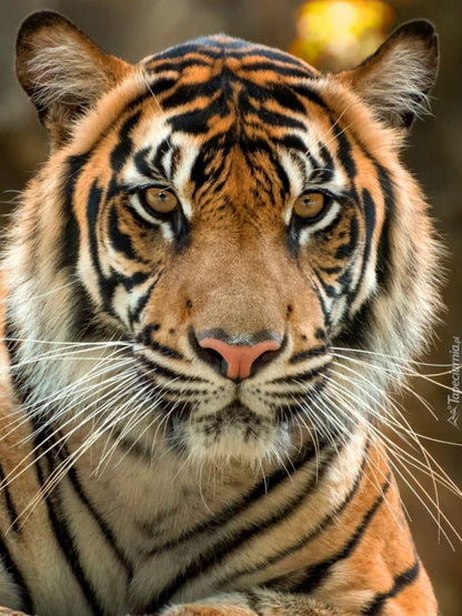 Bengal Tiger | Diamond Painting