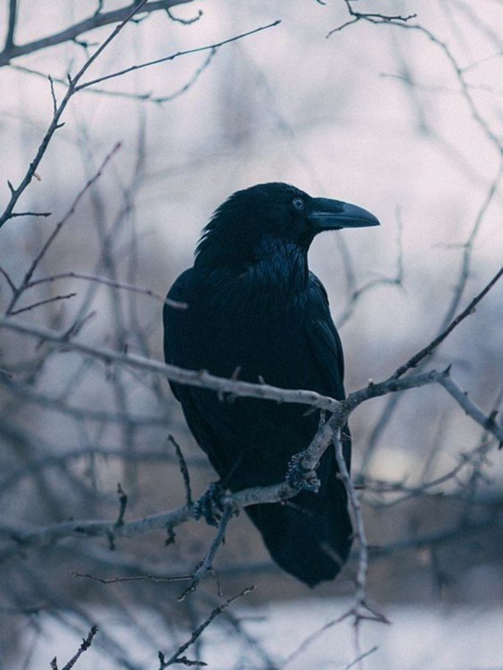 Crow | Diamond Painting