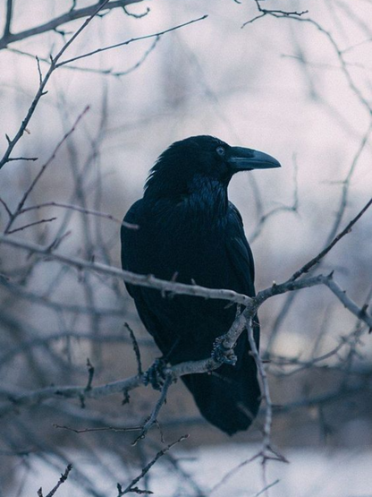 Crow | Diamond Painting