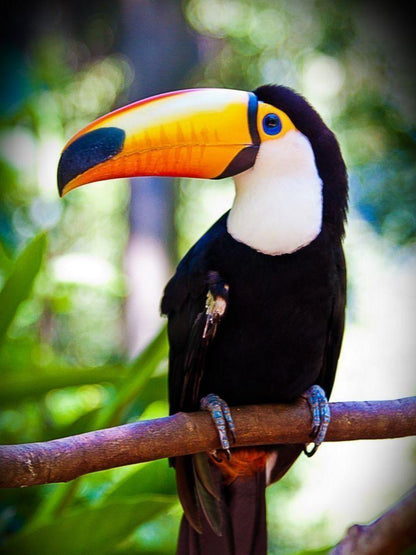 Toucan Bird | Diamond Painting