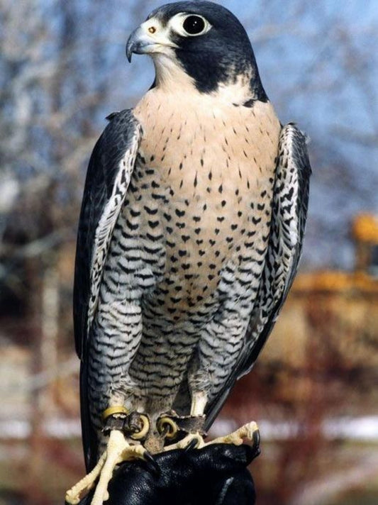 Falcon | Diamond Painting