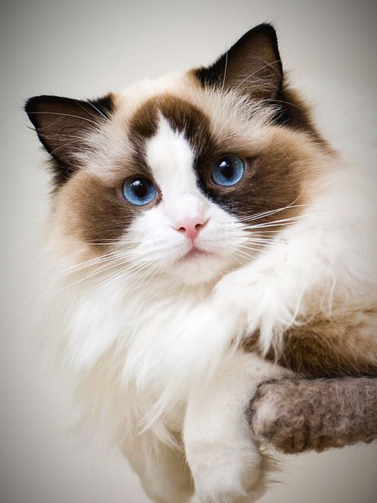 Ragdoll Cat | Diamond Painting