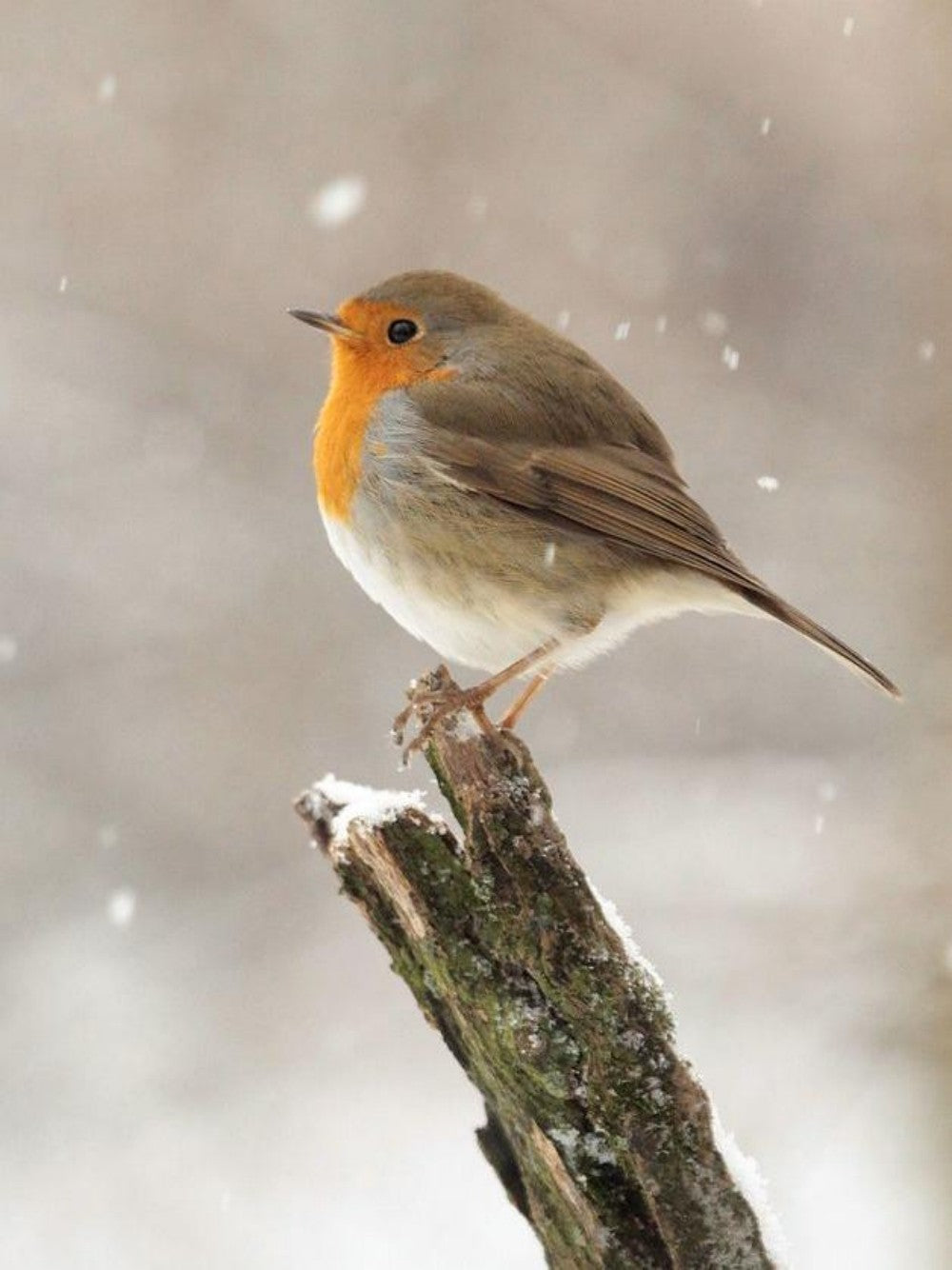 Robin Bird | Diamond Painting