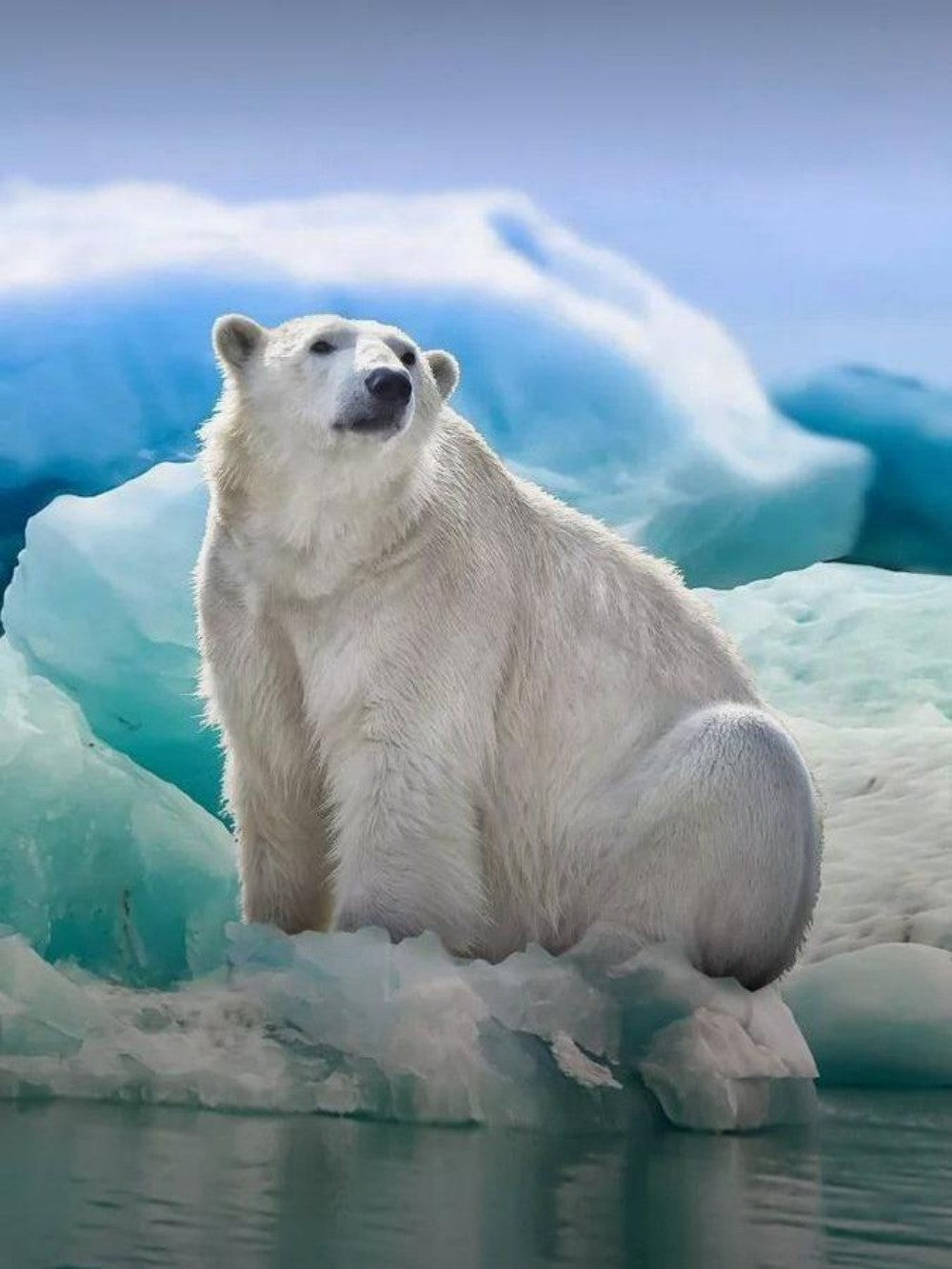 Polar Bear | Diamond Painting
