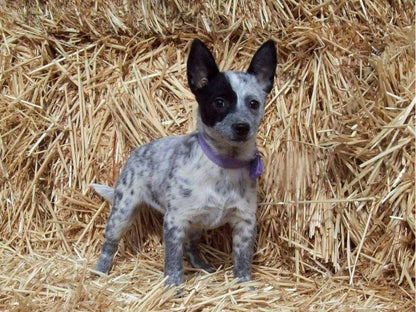 Cattle Dog (Blue Heeler) | Diamond Painting