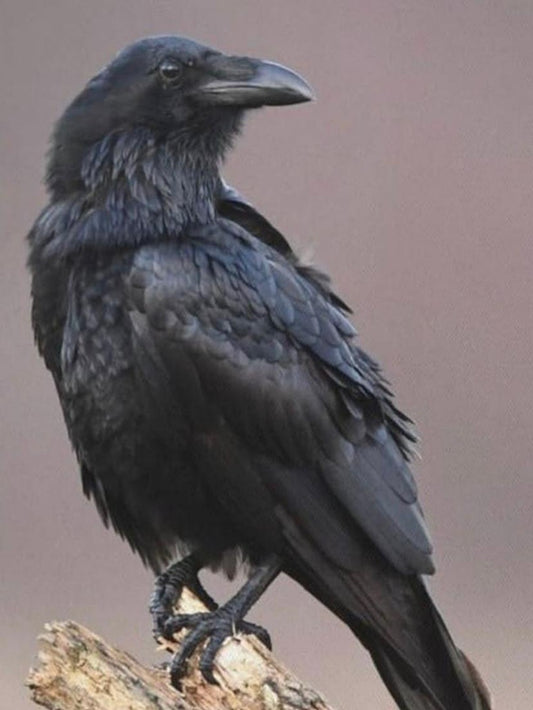 Crow | Diamond Painting