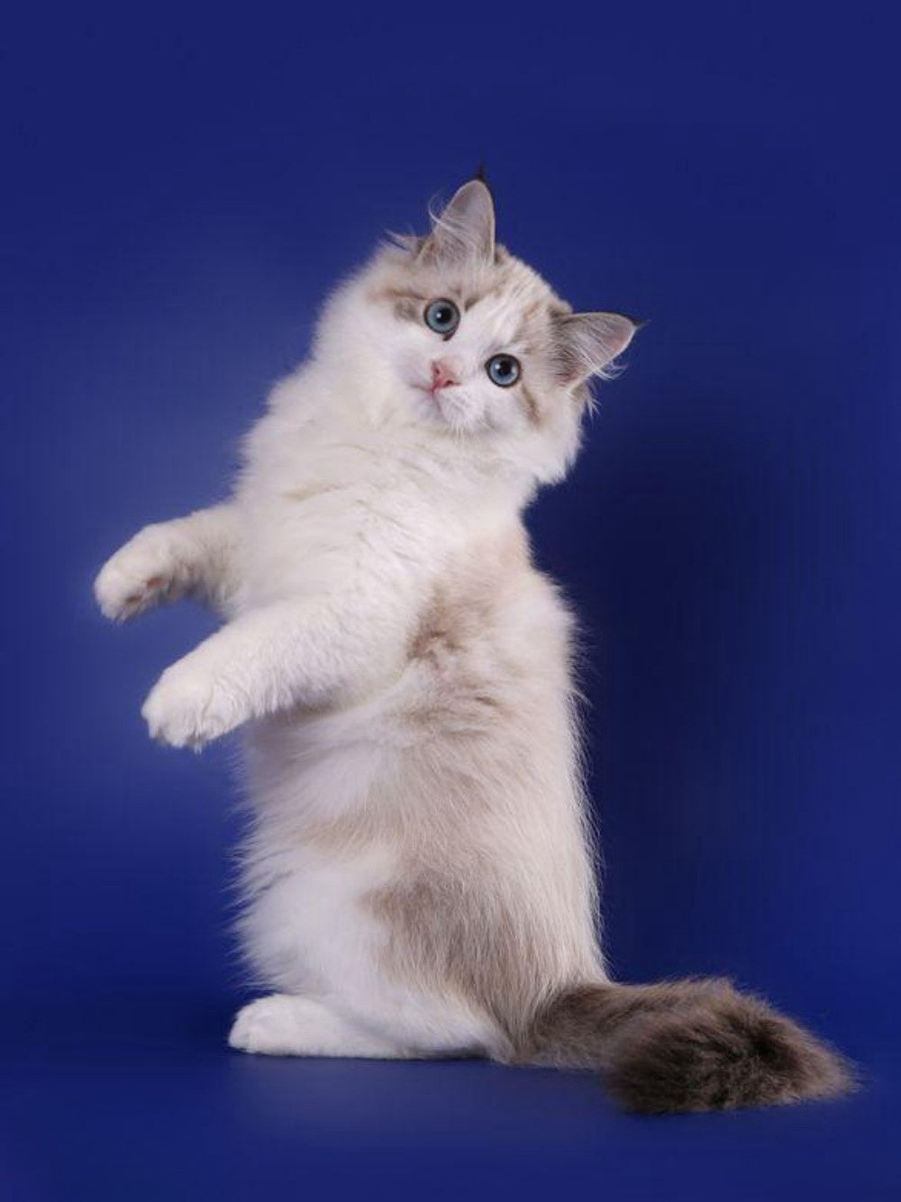 Siamese Cat | Diamond Painting