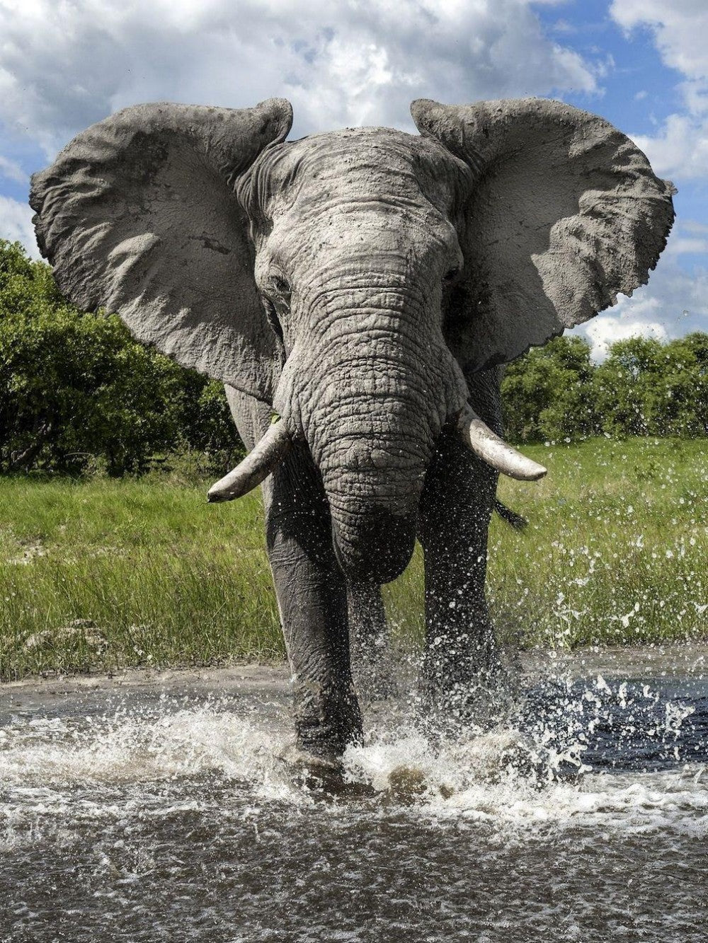 Elephant | Diamond Painting