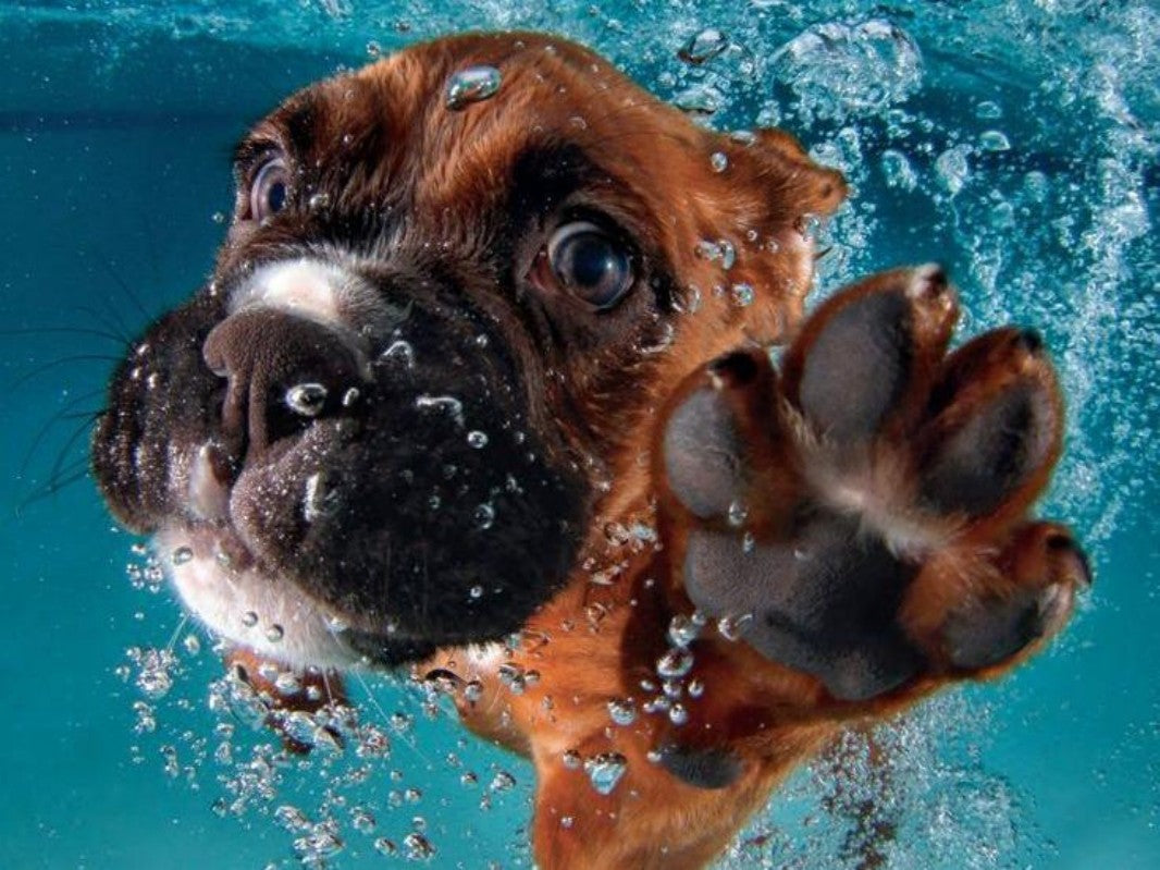 Underwater Dog | Diamond Painting