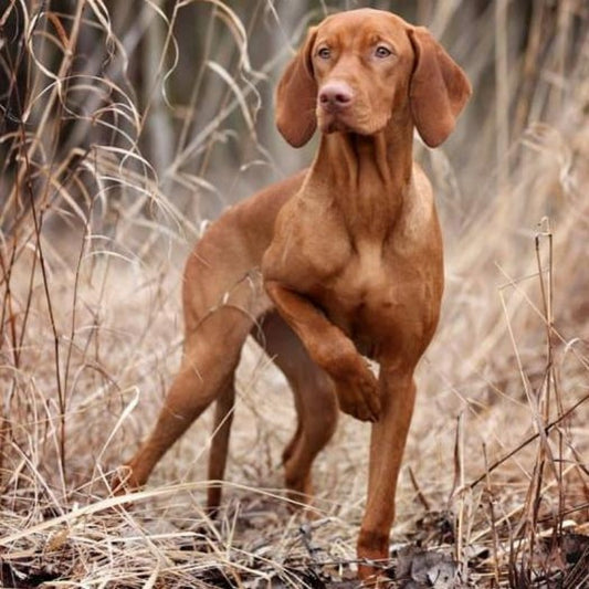 Vizsla Dog | Diamond Painting