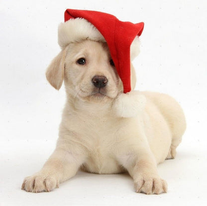 Yellow Labrador Dog | Diamond Painting