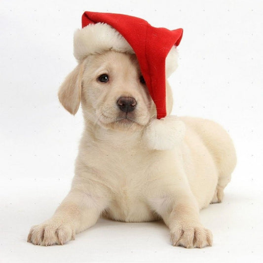 Yellow Labrador Dog | Diamond Painting