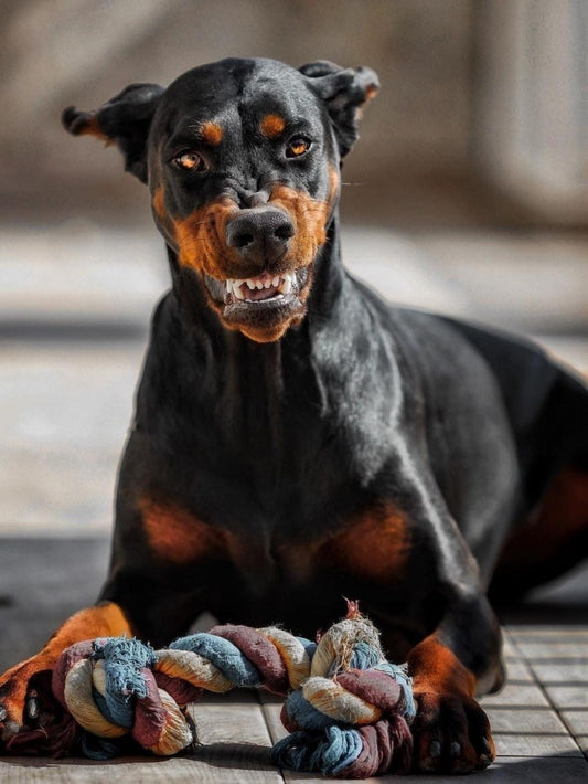 Dog Doberman | Diamond Painting