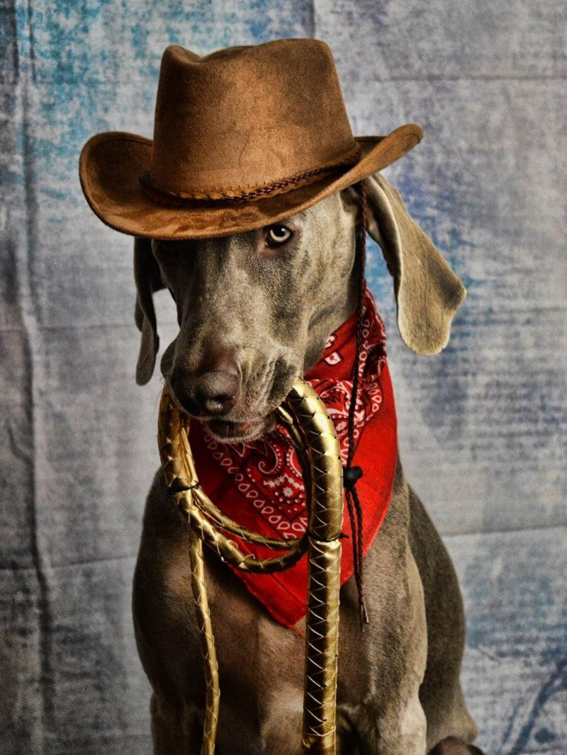 Weimaraner Dog | Diamond Painting